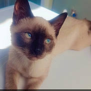 Cookie participe au concours pour gagner de l'argent avec cette photo : cat, siamese_cat, blue_eyes, pet, animal, indoor, relaxed, feline, whiskers, ears, cute, domestic_animal, young_cat, laying_down, close_up, soft_light, portrait, table_surface, text_overlay, cookie_emoji