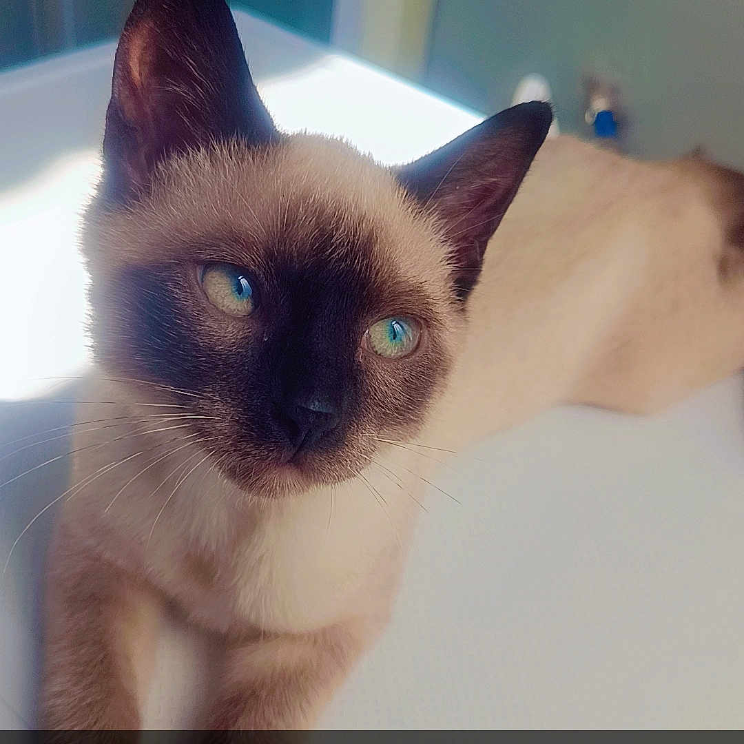 Cookie participe au concours pour gagner de l'argent avec cette photo : cat, siamese_cat, blue_eyes, pet, animal, indoor, relaxed, feline, whiskers, ears, cute, domestic_animal, young_cat, laying_down, close_up, soft_light, portrait, table_surface, text_overlay, cookie_emoji