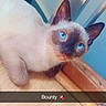 cat, siamese, blue_eyes, floor, wooden_floor, door, blue_door, indoor, pet, animal, curious, lying_down, close_up, whiskers, ears, cute, feline, domestic_cat, snack, text_overlay