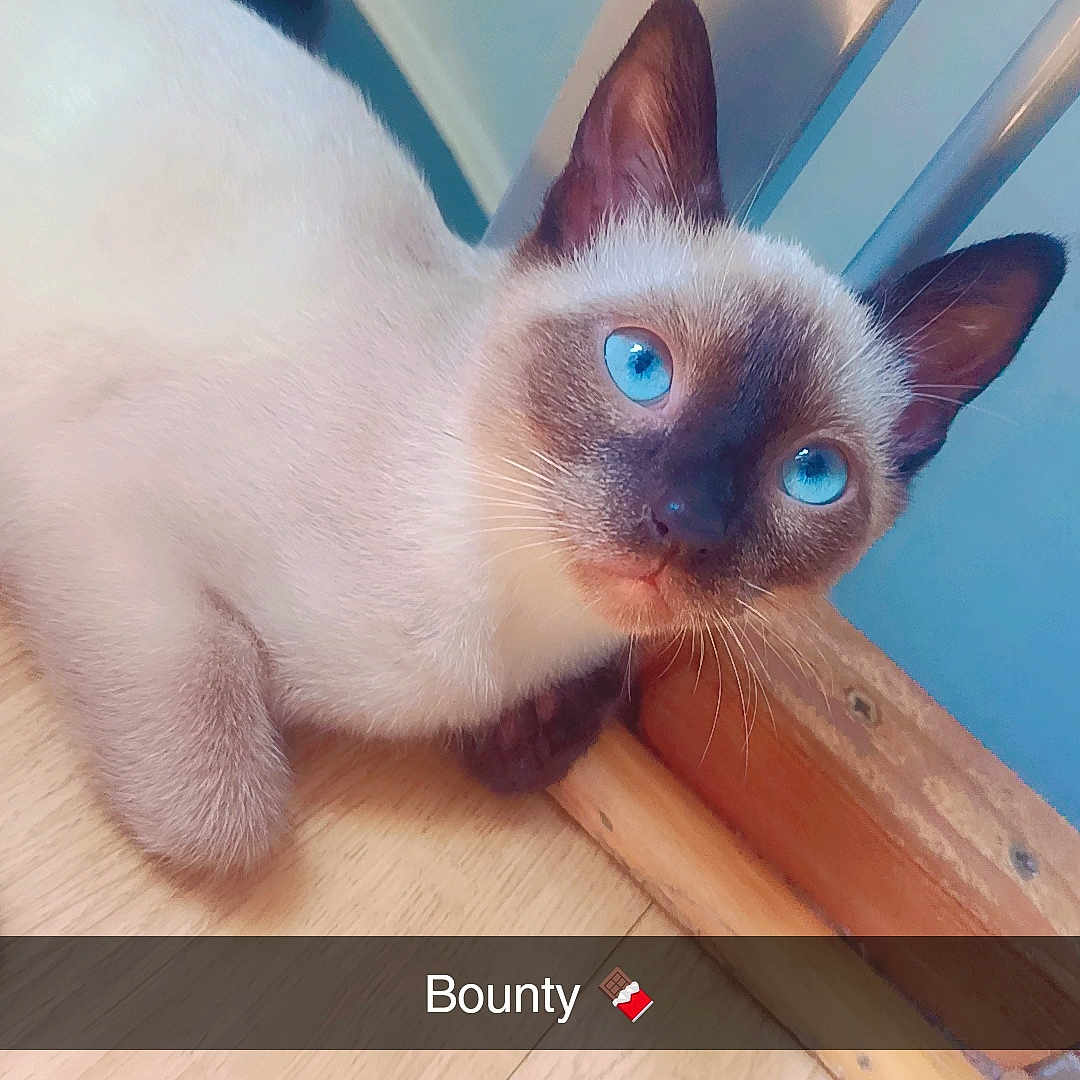 Bounty participe au concours pour gagner de l'argent avec cette photo : cat, siamese, blue_eyes, floor, wooden_floor, door, blue_door, indoor, pet, animal, curious, lying_down, close_up, whiskers, ears, cute, feline, domestic_cat, snack, text_overlay