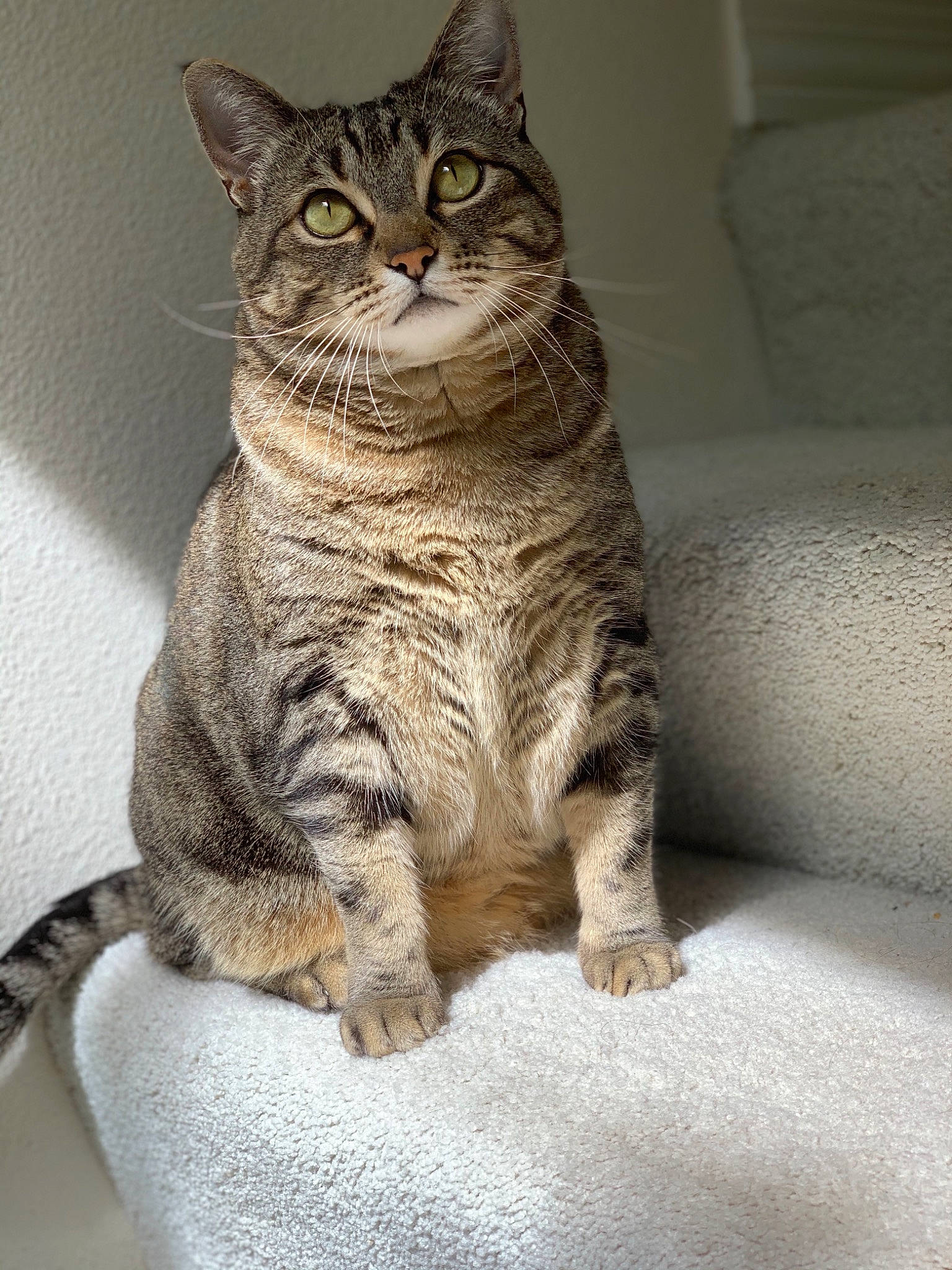 Eloise joined the competition — help win amazing prizes! carnivore, cat, ceramic, claw, domestic_short_haired_cat, european_shorthair, felidae, floor, fur, grey, mammal, paw, small_to_medium_sized_cats, snout, tabby_cat, tail, terrestrial_animal, toe, vertebrate, whiskers