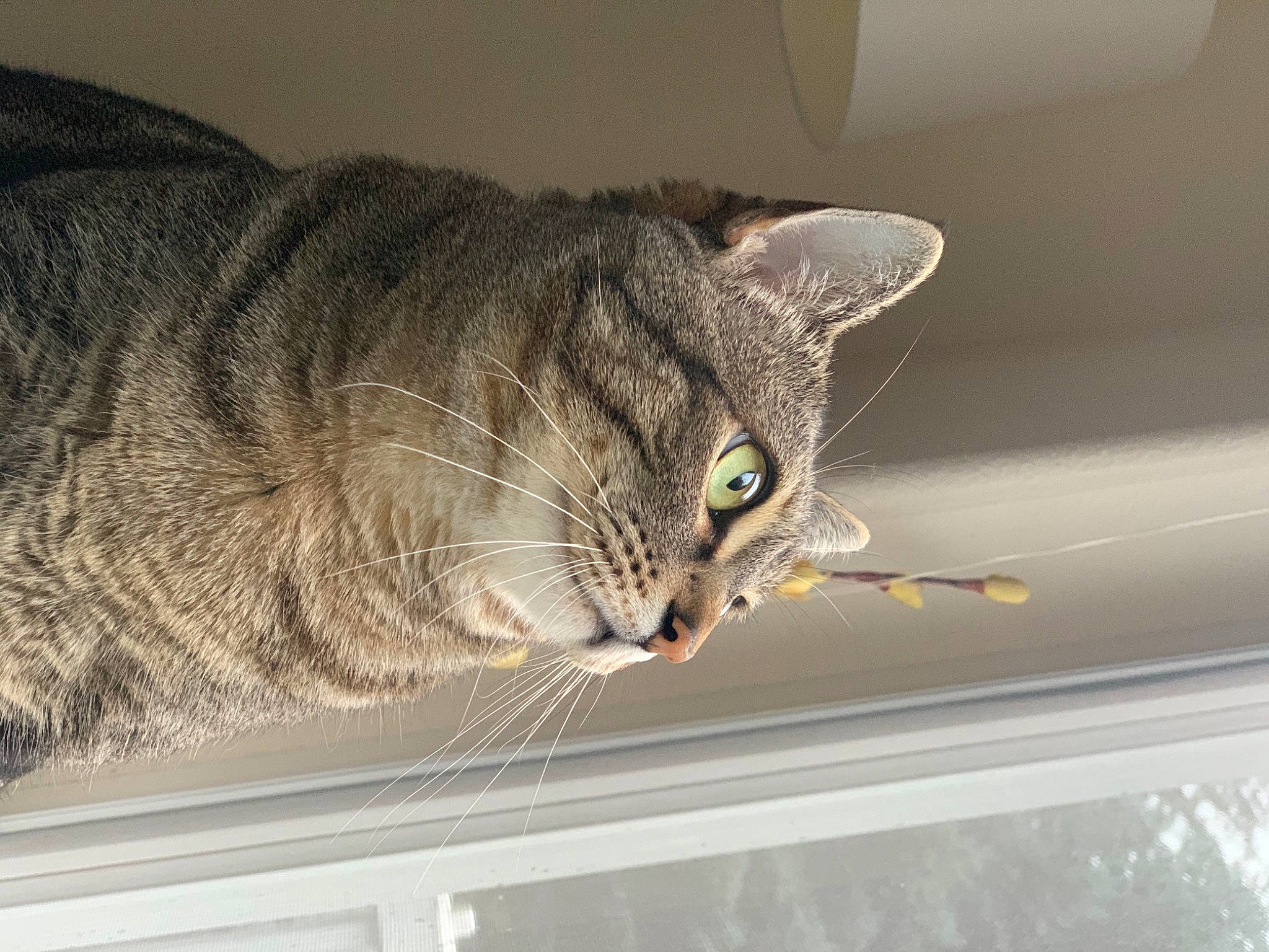 Eloise is registered to the contest to win money with this photo: carnivore, cat, domestic_short_haired_cat, felidae, grey, small_to_medium_sized_cats, snout, tabby_cat, vertebrate, whiskers