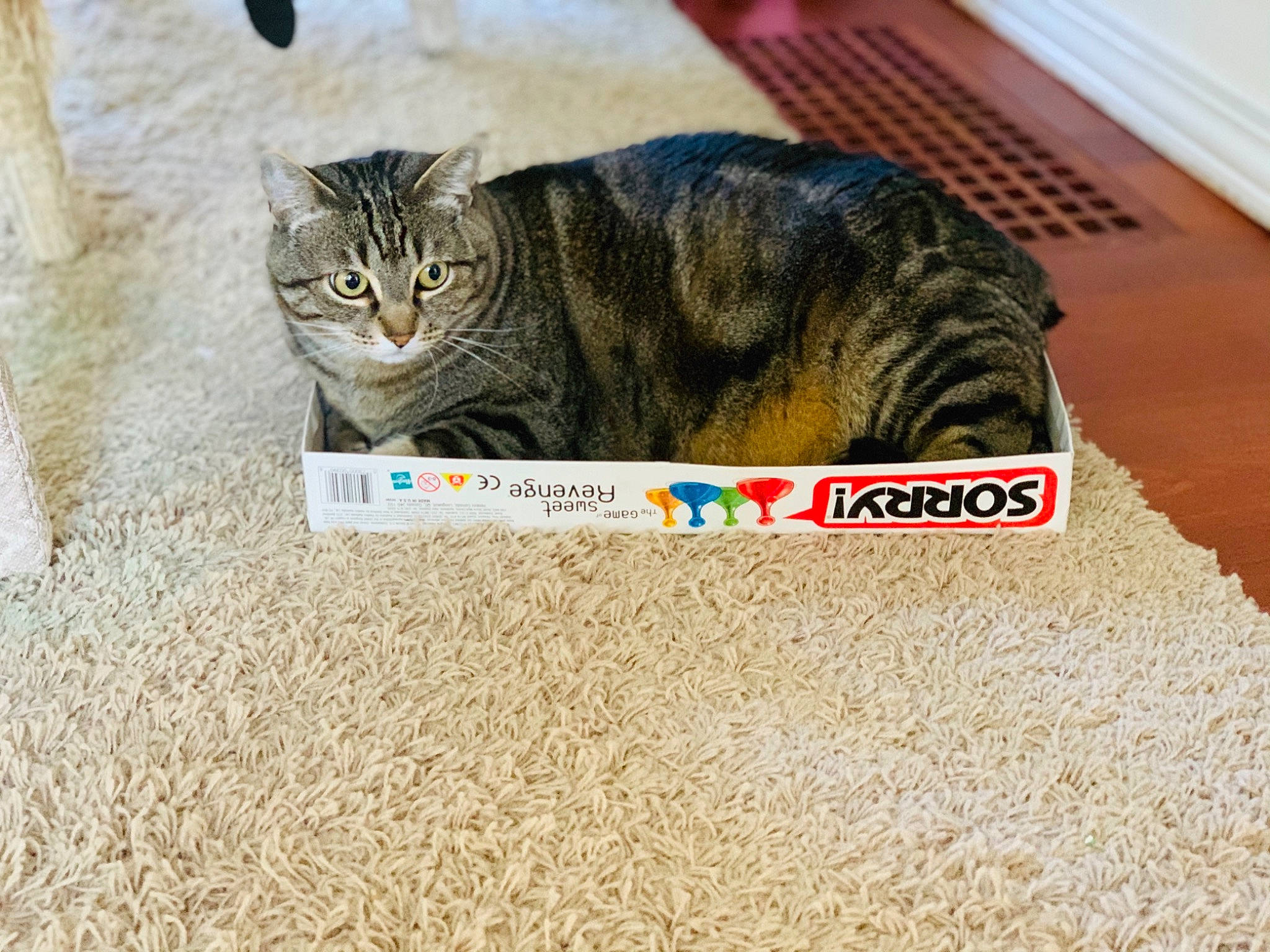 Eloise joined the competition — help win amazing prizes! blue, carnivore, cat, eye, felidae, flooring, grass, green, hairstyle, natural_environment, nature, organism, pattern, product, sand, small_to_medium_sized_cats, vertebrate, whiskers, wood, yellow