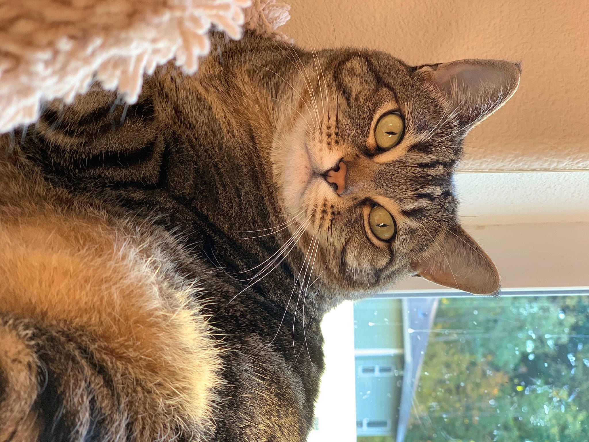 Eloise is registered to the contest to win money with this photo: carnivore, cat, domestic_short_haired_cat, fawn, felidae, fur, organism, pet_supply, small_to_medium_sized_cats, snout, tabby_cat, terrestrial_animal, transparent_material, vertebrate, whiskers