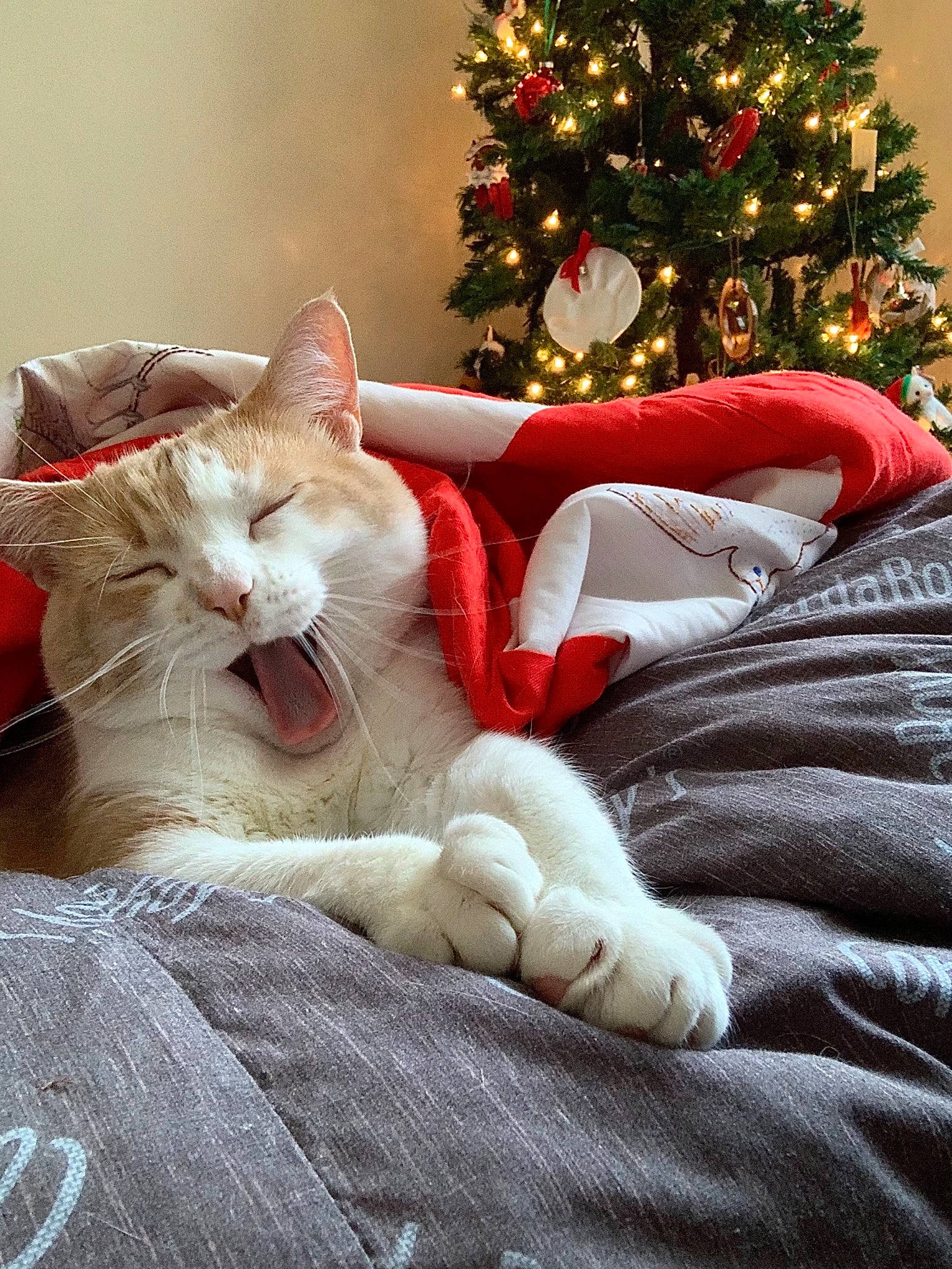Norman joined the competition — help win amazing prizes! carnivore, cat, christmas, christmas_decoration, christmas_eve, christmas_ornament, christmas_tree, comfort, facial_expression, felidae, fur, holiday, holiday_ornament, interior_design, paw, small_to_medium_sized_cats, snout, tongue, tooth, whiskers
