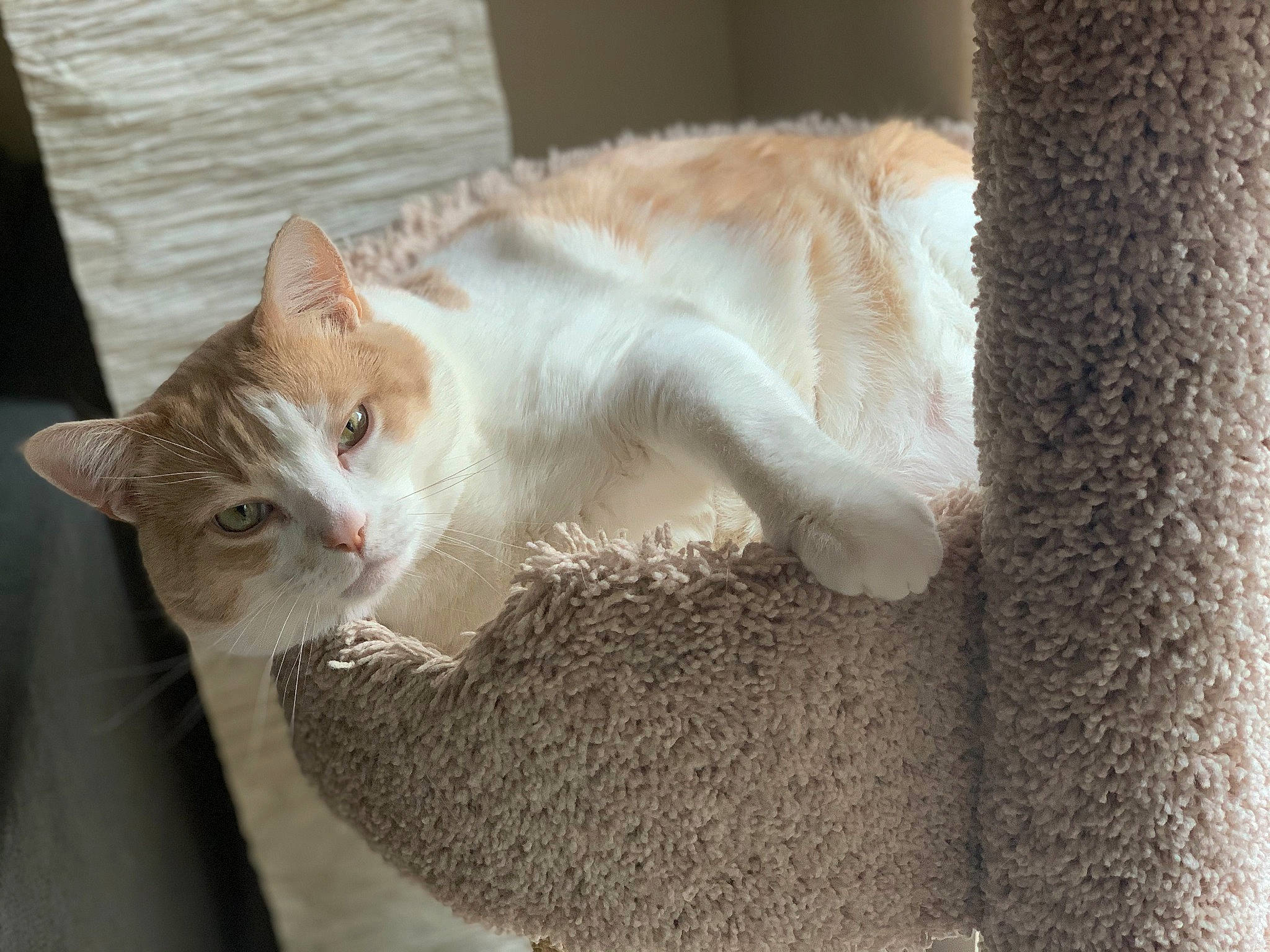 Norman is registered to the contest to win money with this photo: carnivore, cat, cat_furniture, cat_supply, collar, domestic_short_haired_cat, fawn, felidae, fur, pet_supply, small_to_medium_sized_cats, snout, tail, terrestrial_animal, vertebrate, whiskers