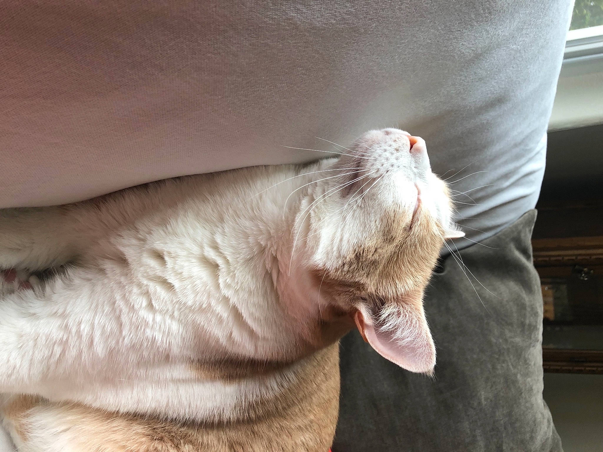 Norman joined the competition — help win amazing prizes! carnivore, cat, claw, close_up, facial_expression, fang, fawn, felidae, fur, jaw, organ, skin, small_to_medium_sized_cats, snout, terrestrial_animal, tongue, tooth, vertebrate, whiskers, yawn