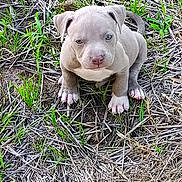 Minnow joined the competition — help win amazing prizes! adorable, animal, blue_eye, brown, brown_eye, cute, dog, earth, fur, grass, looking_up, nature, outdoor, pet, playful, puppy, sitting, small, white_paws, young