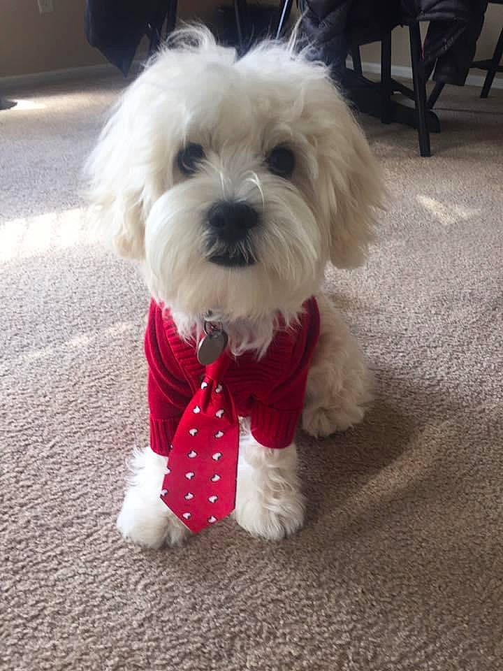 Pasha joined the competition — help win amazing prizes! canidae, carnivore, collar, companion_dog, dog, dog_breed, dog_clothes, dog_collar, dog_supply, flooring, fur, mal_shi, poodle_crossbreed, puppy_love, small_terrier, snout, sporting_group, terrier, toy_dog, working_animal