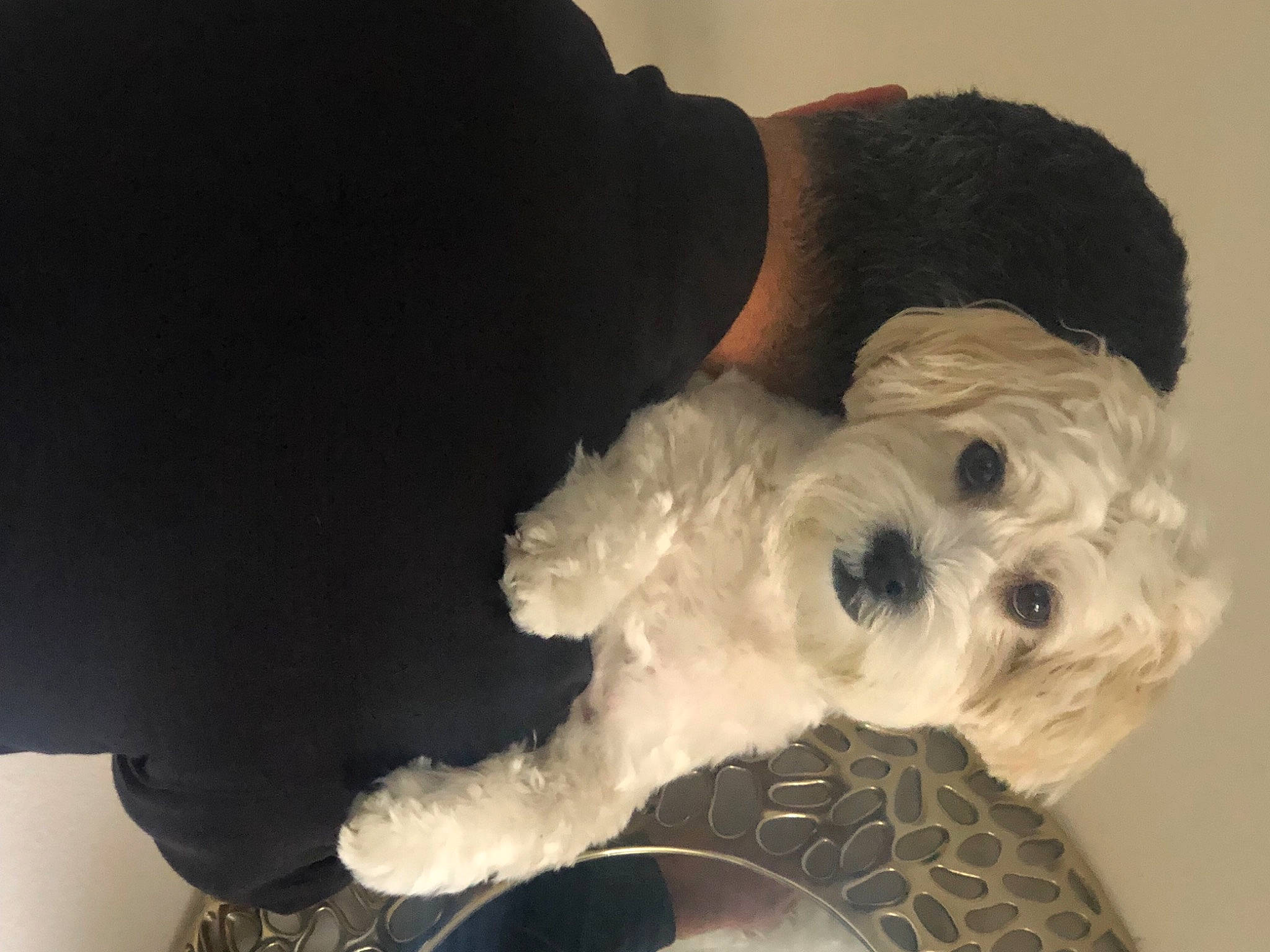 Pasha is registered to the contest to win money with this photo: canidae, carnivore, comfort, companion_dog, dog, dog_breed, dog_clothes, dog_supply, fur, personal_protective_equipment, schnauzer, small_terrier, snout, sporting_group, stuffed_toy, tail, terrier, toy, toy_dog, working_animal