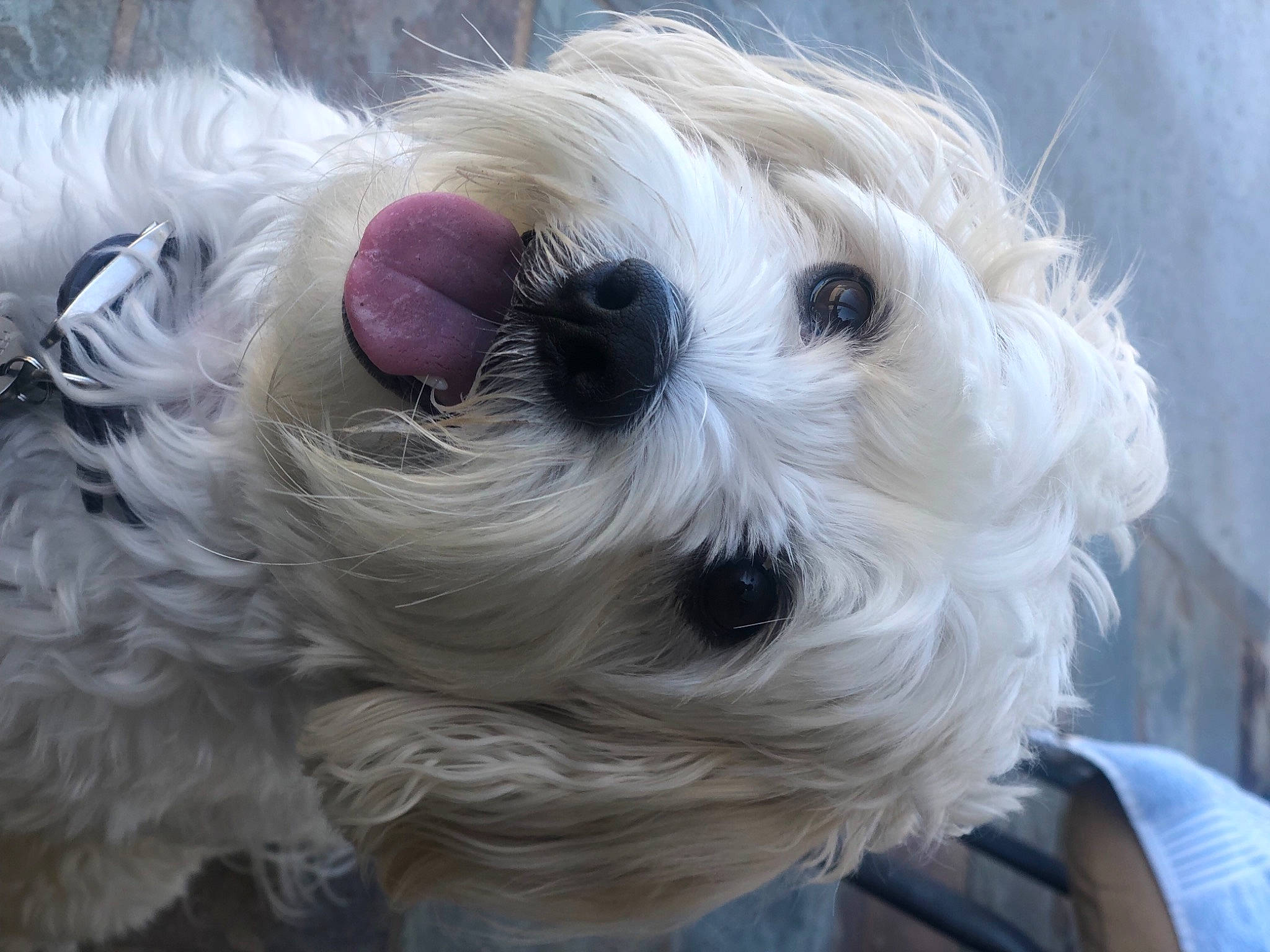 Pasha joined the competition — help win amazing prizes! carnivore, companion_dog, dog, dog_breed, dog_collar, dog_supply, eye, eyewear, fawn, fur, head, small_terrier, snout, sporting_group, sunglasses, terrier, toy, toy_dog, vision_care, working_animal