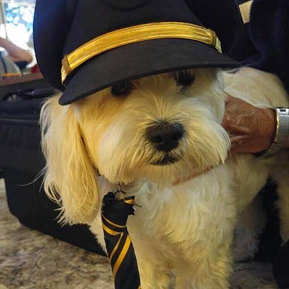 Pasha joined the competition — help win amazing prizes! canidae, carnivore, collar, companion_dog, dog, dog_breed, dog_collar, dog_supply, eyewear, fashion_accessory, fur, hat, maltepoo, small_terrier, snout, sporting_group, terrier, toy_dog, watch, working_animal