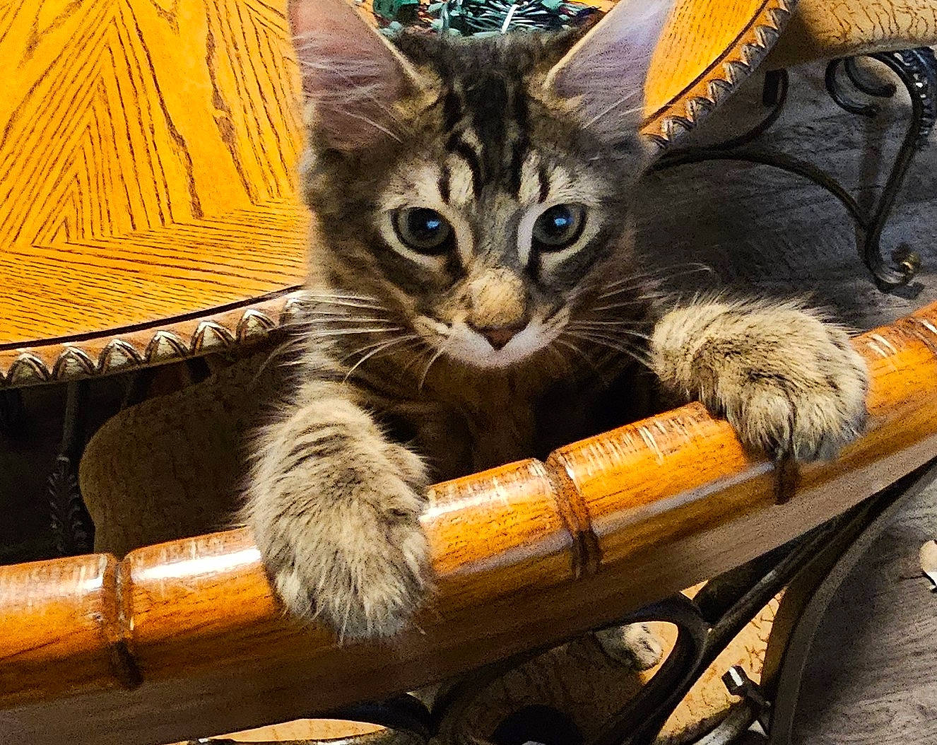 Booboo joined the competition — help win amazing prizes! box, carnivore, cat, cat_supply, claw, comfort, couch, domestic_short_haired_cat, fawn, felidae, fur, lap, paw, sitting, small_to_medium_sized_cats, snout, tail, whiskers, wildlife, wood