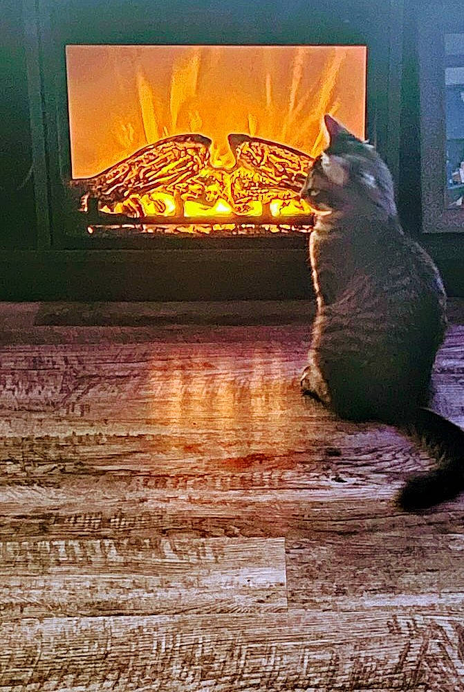 Booboo joined the competition — help win amazing prizes! art, carnivore, cat, felidae, floor, flooring, hardwood, heat, light, lighting, rectangle, sculpture, small_to_medium_sized_cats, statue, tail, tints_and_shades, water, whiskers, window, wood