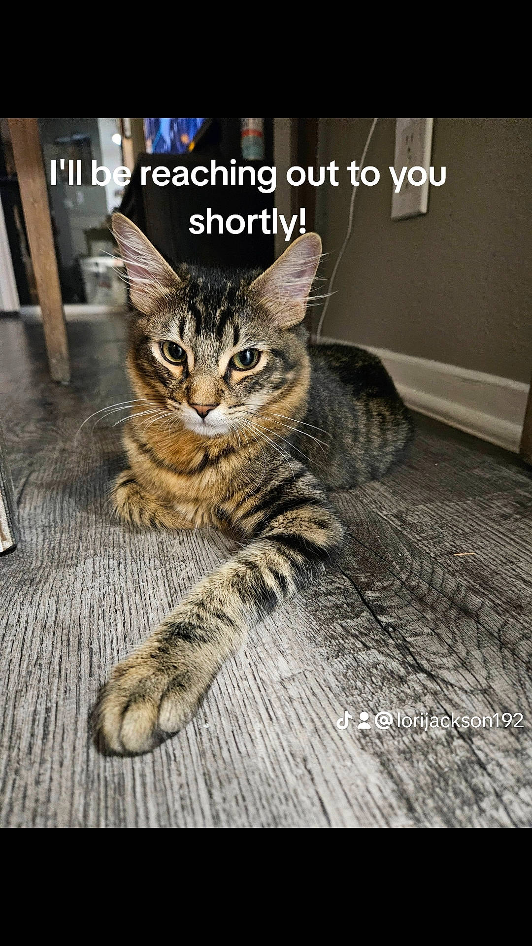 Booboo is registered to the contest to win money with this photo: carnivore, cat, claw, domestic_short_haired_cat, felidae, flooring, font, fur, hardwood, paw, photo_caption, rectangle, sitting, small_to_medium_sized_cats, snout, tail, terrestrial_animal, whiskers, wildlife, wood