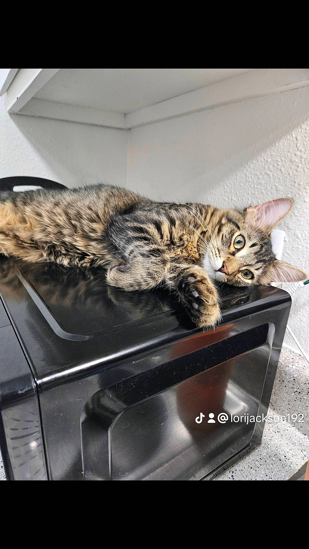 Booboo is registered to the contest to win money with this photo: automotive_exterior, box, carnivore, cat, comfort, computer_keyboard, domestic_short_haired_cat, felidae, fur, home_appliance, kitchen_appliance, major_appliance, metal, office_equipment, output_device, small_to_medium_sized_cats, tail, television, vehicle_door, whiskers