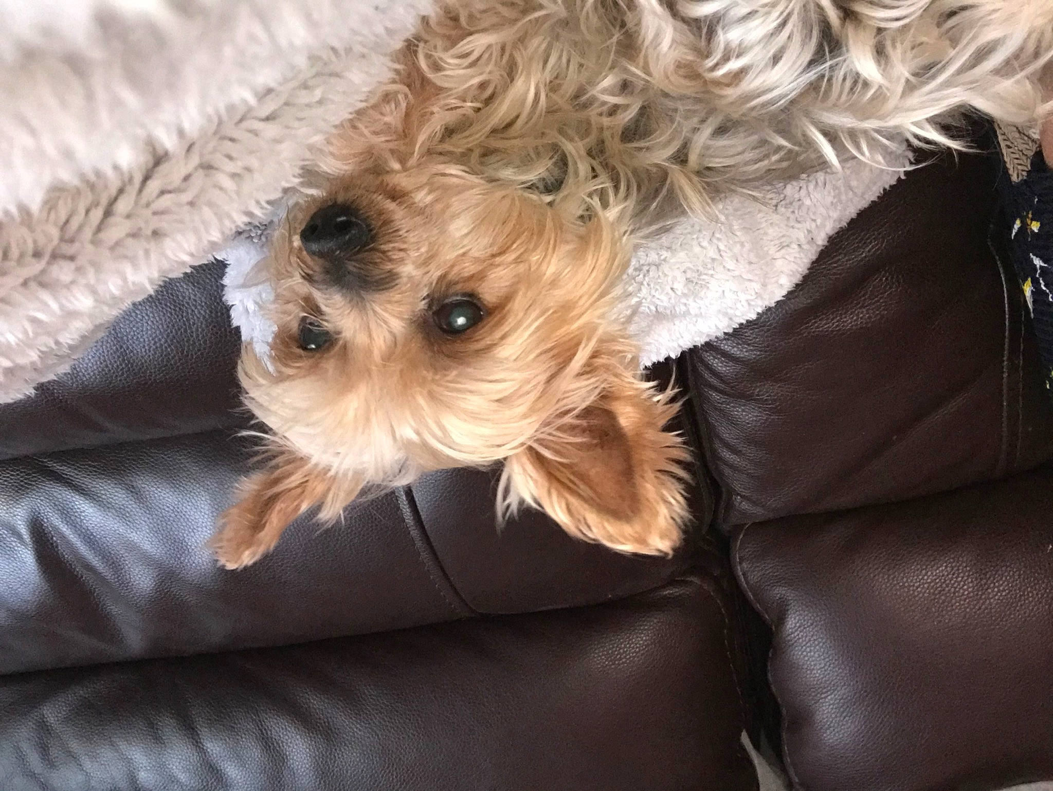 Kenya participe au concours pour gagner de l'argent avec cette photo : canidae, carnivore, companion_dog, dog, dog_breed, dog_clothes, dog_supply, fawn, fur, labradoodle, maltepoo, pet_supply, puppy_love, shih_poo, small_terrier, snout, sporting_group, terrier, toy_dog, working_animal