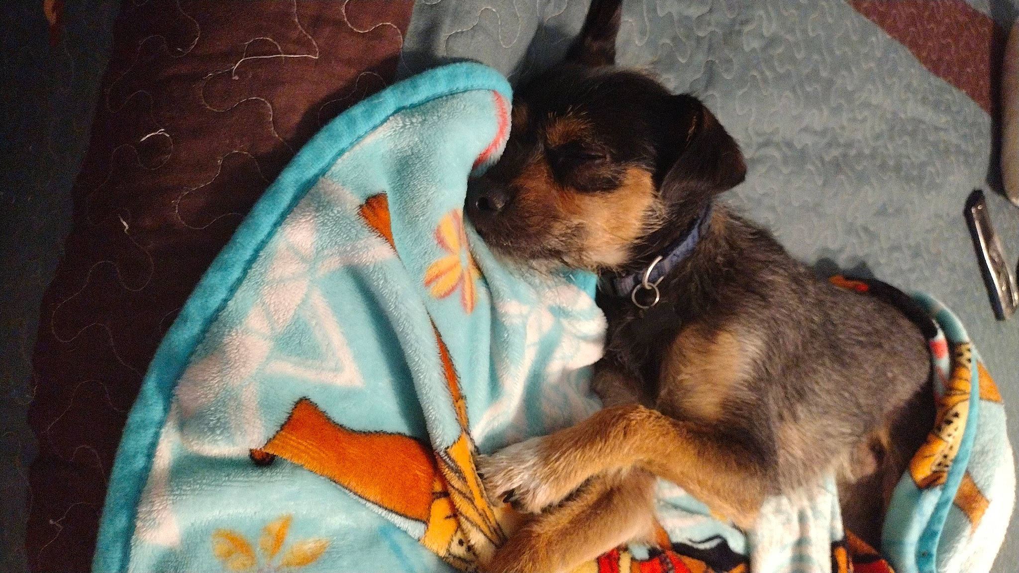 Kobe is registered to the contest to win money with this photo: canidae, carnivore, collar, comfort, companion_dog, dog, dog_bed, dog_breed, dog_supply, fawn, fur, paw, pet_supply, puppy, sporting_group, terrier, toy_dog, working_animal, working_dog, working_terrier