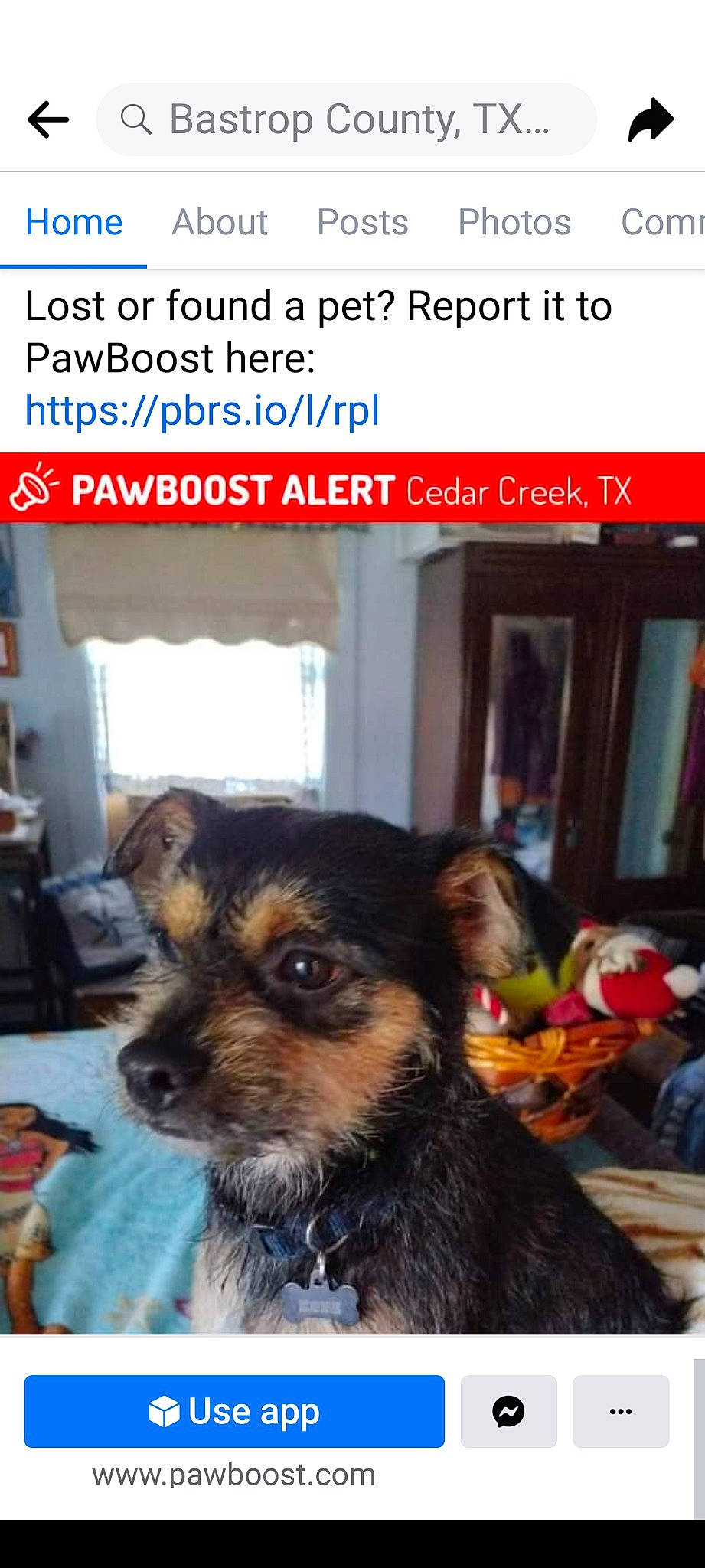 Kobe joined the competition — help win amazing prizes! canidae, carnivore, companion_dog, dog, dog_breed, dog_supply, door, ear, font, fur, photo_caption, puppy, screenshot, small_terrier, snout, sporting_group, terrestrial_animal, toy_dog, whiskers, working_dog