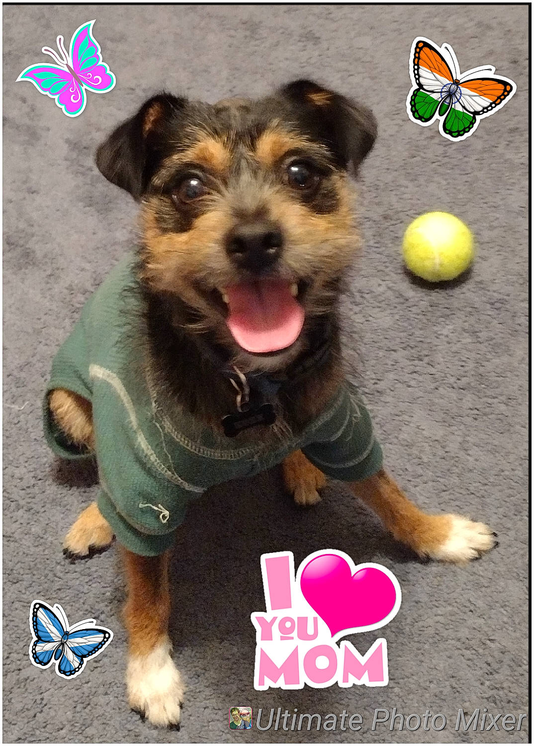 Kobe is registered to the contest to win money with this photo: ancient_dog_breeds, ball, butterfly, carnivore, companion_dog, dog, dog_breed, dog_supply, dog_toy, fawn, happy, paw, pet_supply, photo_caption, photography, sharing, snout, tennis_ball, working_animal, working_dog