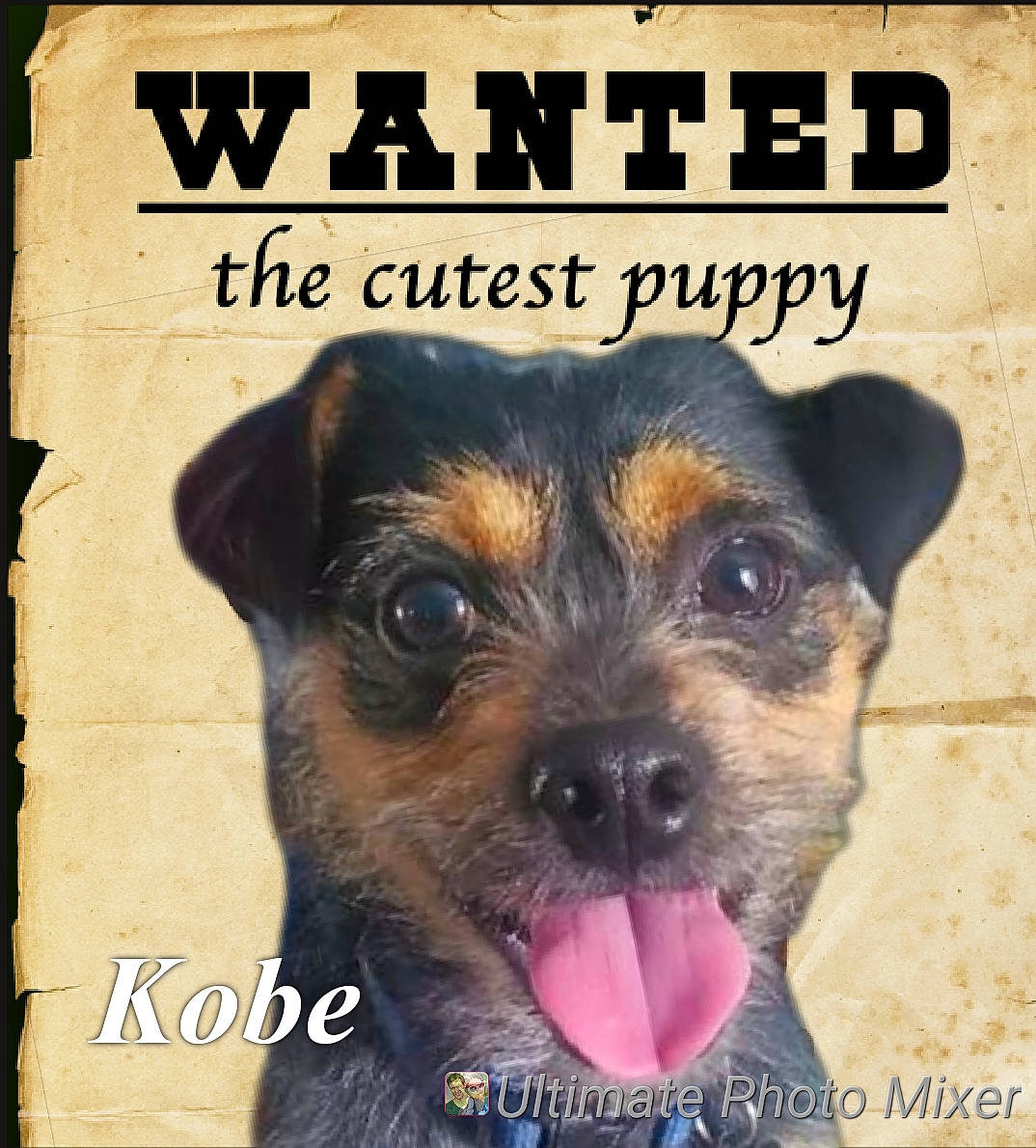 Kobe is registered to the contest to win money with this photo: canidae, carnivore, companion_dog, dog, dog_breed, dog_supply, font, fur, illustration, pet_supply, photo_caption, publication, rectangle, small_terrier, snout, sporting_group, terrestrial_animal, terrier, toy_dog, working_animal