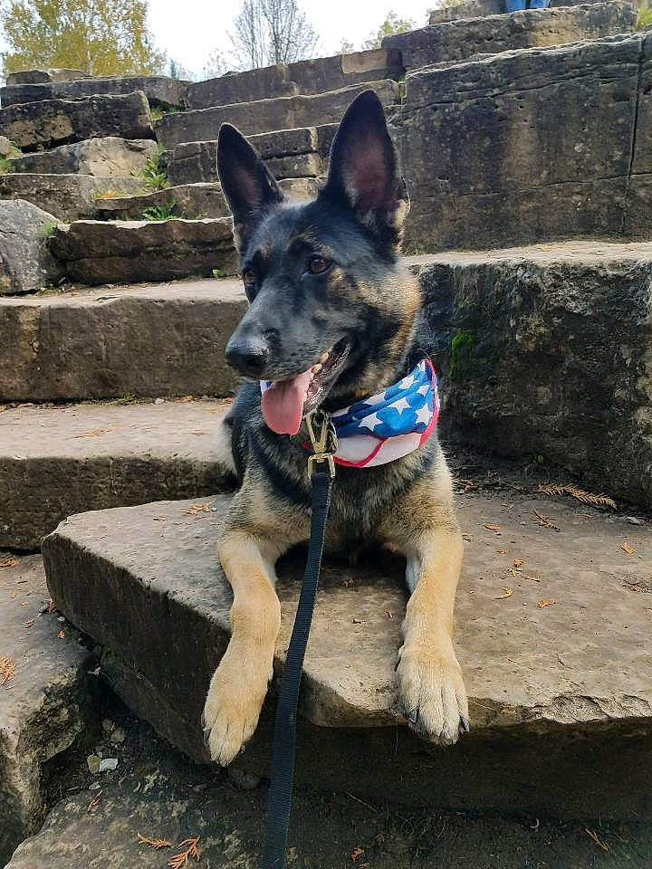 Trixie joined the competition — help win amazing prizes! australian_cattle_dog, canidae, carnivore, collar, companion_dog, dog, dog_breed, dog_collar, dog_supply, electric_blue, fawn, herding_dog, plant, sky, snout, sporting_group, tail, working_animal, working_dog