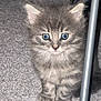 kitten, gray_fur, blue_eyes, carpet, indoor, cute, feline, pet, young_animal, tabby, whiskers, small, curious, front_paws, fluffy, domestic_cat, animal_portrait, soft_texture, standing, metal_object