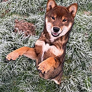 Balou participe au concours pour gagner de l'argent avec cette photo : dog, puppy, shiba_inu, grass, frost, outdoor, happy, playful, animal, pet, canine, nature, winter, cold, fur, smiling, standing, cute, mammal, young