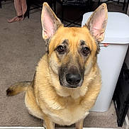 Nova joined the competition — help win amazing prizes! dog, german_shepherd, pet, indoor, carpet, tile_floor, trash_bin, chair, fur, ears, tail, looking, animal, domestic_animal, canine, brown_fur, black_nose, eyes, sitting, household