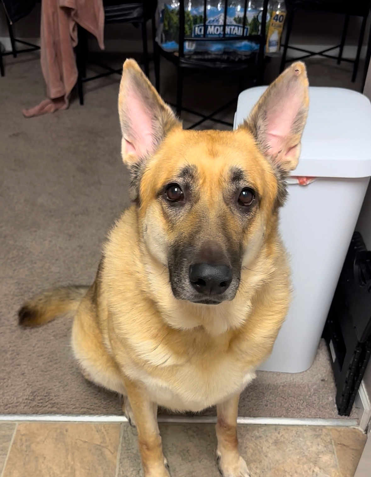 Nova