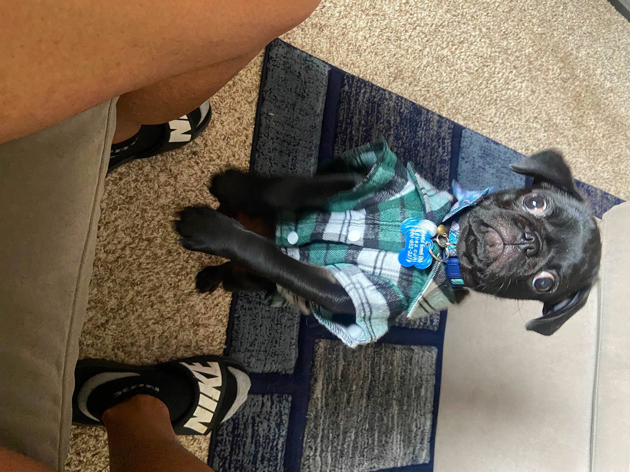 Spade is registered to the contest to win money with this photo: carnivore, companion_dog, dog, dog_breed, electric_blue, fashion_accessory, foot, fur, grass, human_leg, knee, leash, leg, sculpture, shoe, statue, street_fashion, thigh, working_animal, wrist