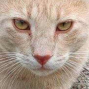 Mimine participe au concours pour gagner de l'argent avec cette photo : animal, beige, cat, close_up, dirt, ears, eyes, face, feline, fur, ground, mammal, nature, nose, outdoor, pet, portrait, resting, whiskers