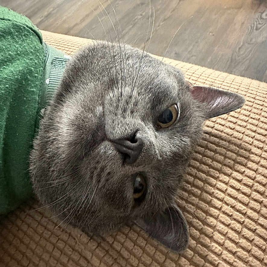 Bean is registered to the contest to win money with this photo: animal, beige, cat, close_up, cute, ears, eyes, face, feline, fur, gray_cat, green_garment, indoor, lying_down, pet, portrait, relaxed, textured_surface, whiskers, wooden_floor