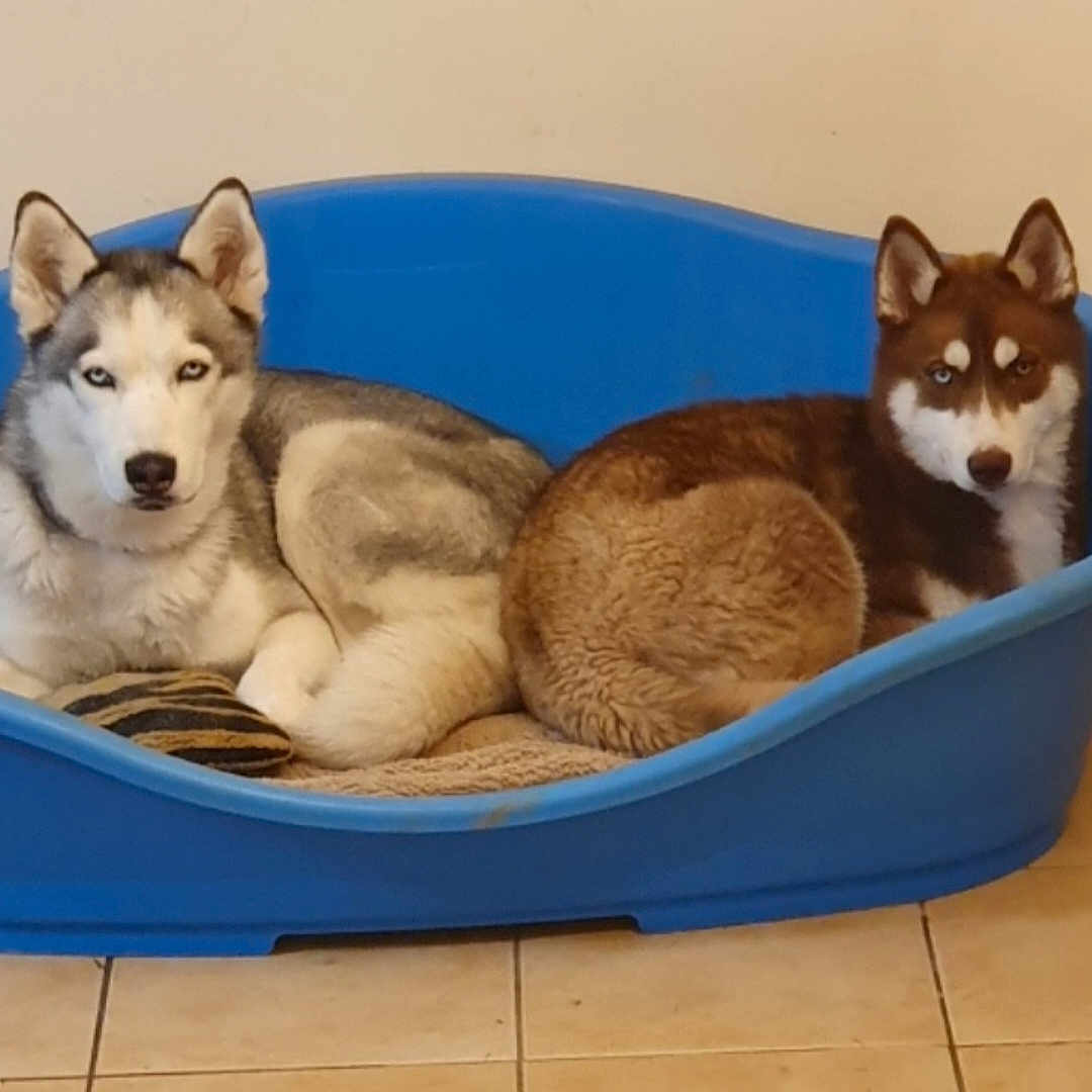 Tina Et Natsu a rejoint le concours — aidez-le/la à gagner de superbes lots ! animal, canine, dog, dogbed, eskimodog, husky, pet, puppy, sled