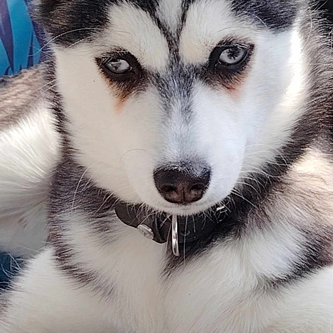 Saïko participe au concours pour gagner de l'argent avec cette photo : animal, canine, dog, eskimodog, husky, pet, puppy, snout, whitedog