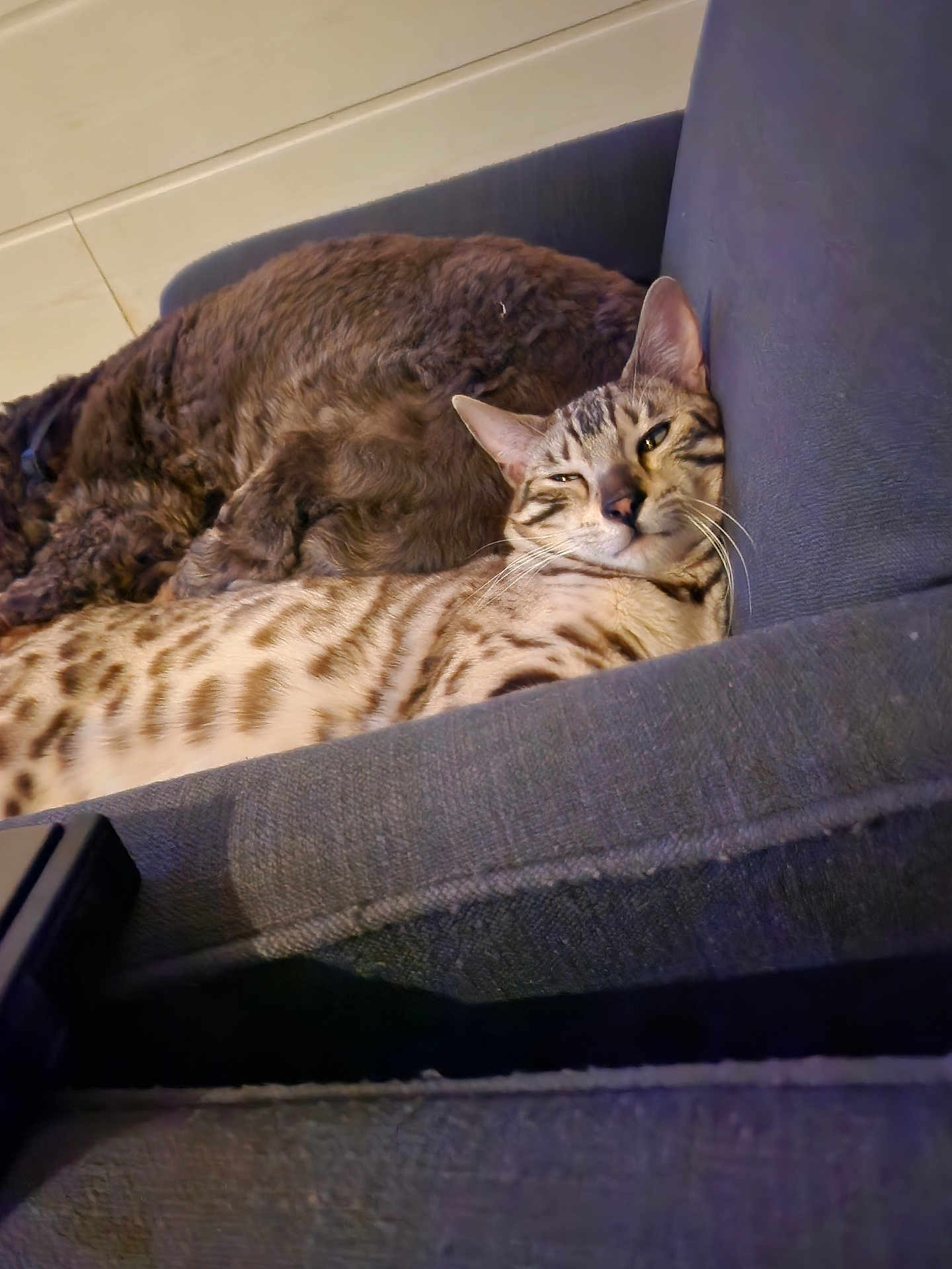 Zébulon participe au concours pour gagner de l'argent avec cette photo : cat, feline, couch, resting, indoor, relaxed, animal, pet, fur, striped, spotted, sleepy, cozy, companion, domestic, whiskers, ears, face, home, comfort