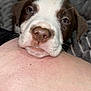 Bailey is registered to the contest to win money with this photo: puppy, dog, close_up, face, resting, skin, human, blanket, brown_and_white, cute, pet, animal, whiskers, fur, portrait, indoors, cozy, snout, nose, young