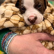Bailey is registered to the contest to win money with this photo: puppy, dog, blanket, hand, bracelets, close_up, soft_texture, brown_and_white, cute, pet, resting, cozy, warm, sleepy, furry, animal, indoor, comfort, wrapping, adorable