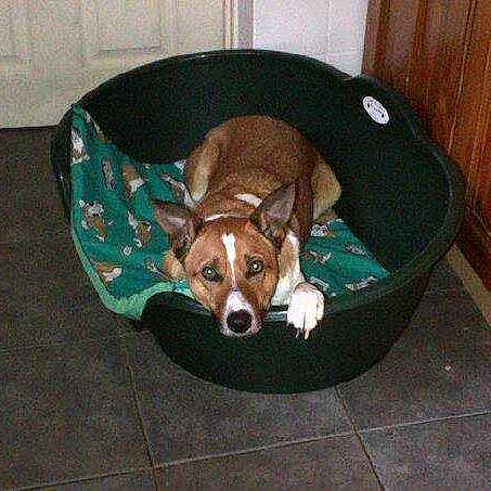 Toffee joined the competition — help win amazing prizes!