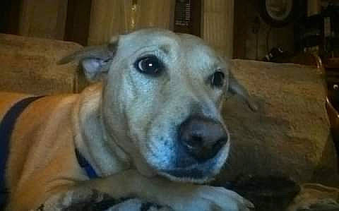 Blondie joined the competition — help win amazing prizes! beige, black, brown, carnivore, companion_dog, dog, dog_breed, fawn, iris, jaw, mammal, organ, photograph, skin, snout, terrestrial_animal, whiskers, wood, working_animal, yellow