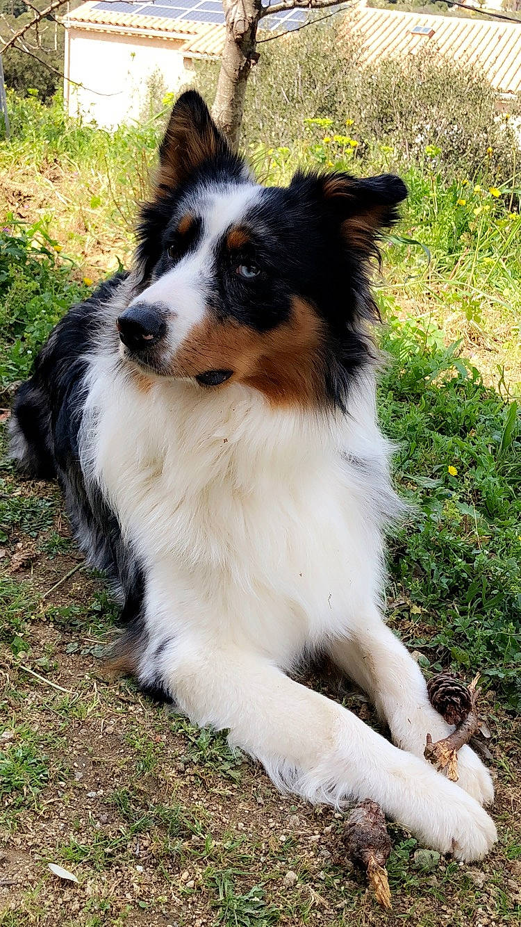 Wonka participe au concours pour gagner de l'argent avec cette photo : australian_collie, australian_shepherd, border_collie, canidae, carnivore, companion_dog, dog, dog_breed, fur, grass, herding_dog, plant, snout, sporting_group, terrestrial_animal, whiskers, working_animal, working_dog