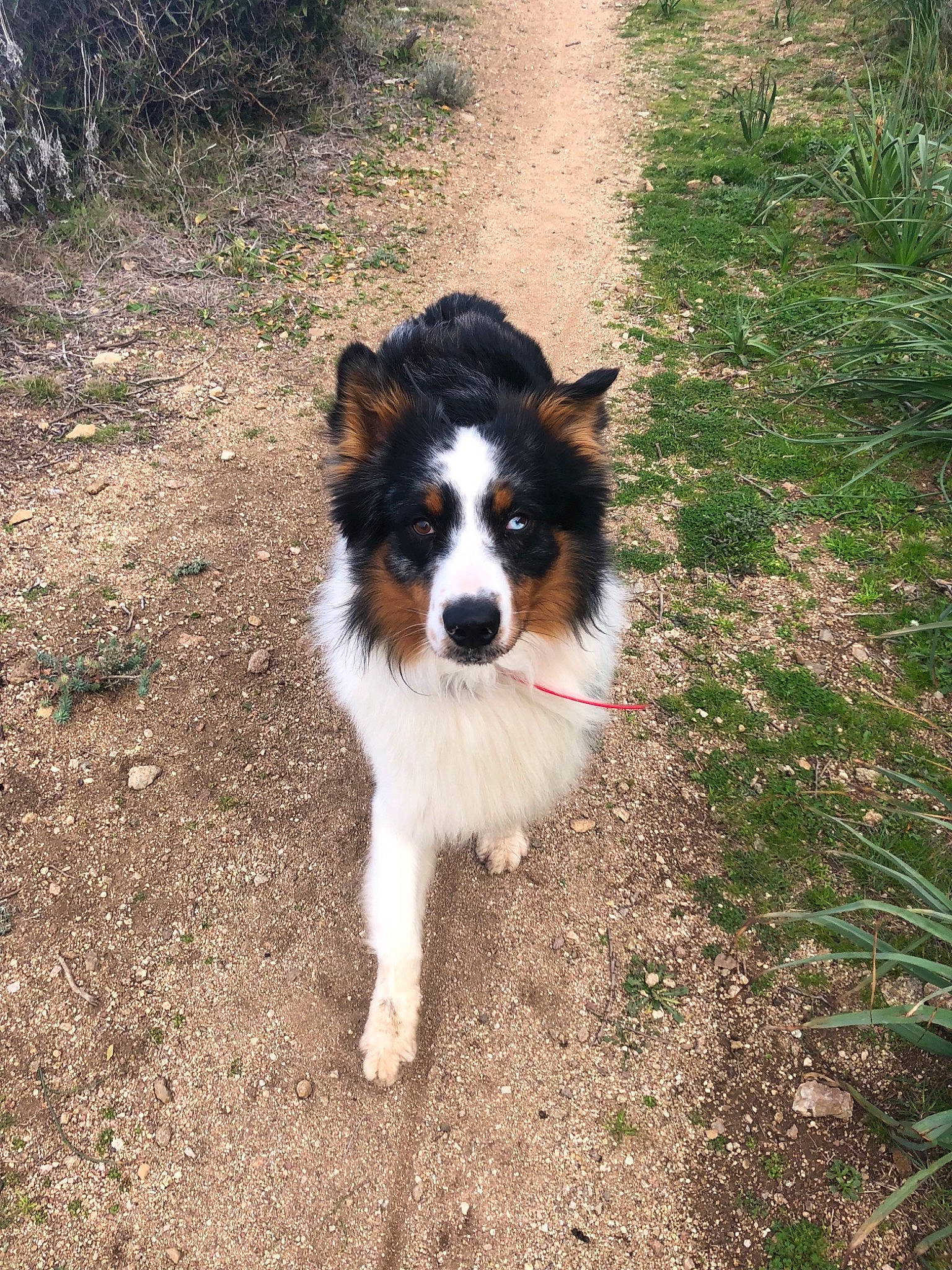 Wonka participe au concours pour gagner de l'argent avec cette photo : australian_collie, australian_shepherd, border_collie, carnivore, companion_dog, dog, dog_breed, fur, grass, herding_dog, plant, soil, sporting_group, tail, terrestrial_animal, working_animal, working_dog