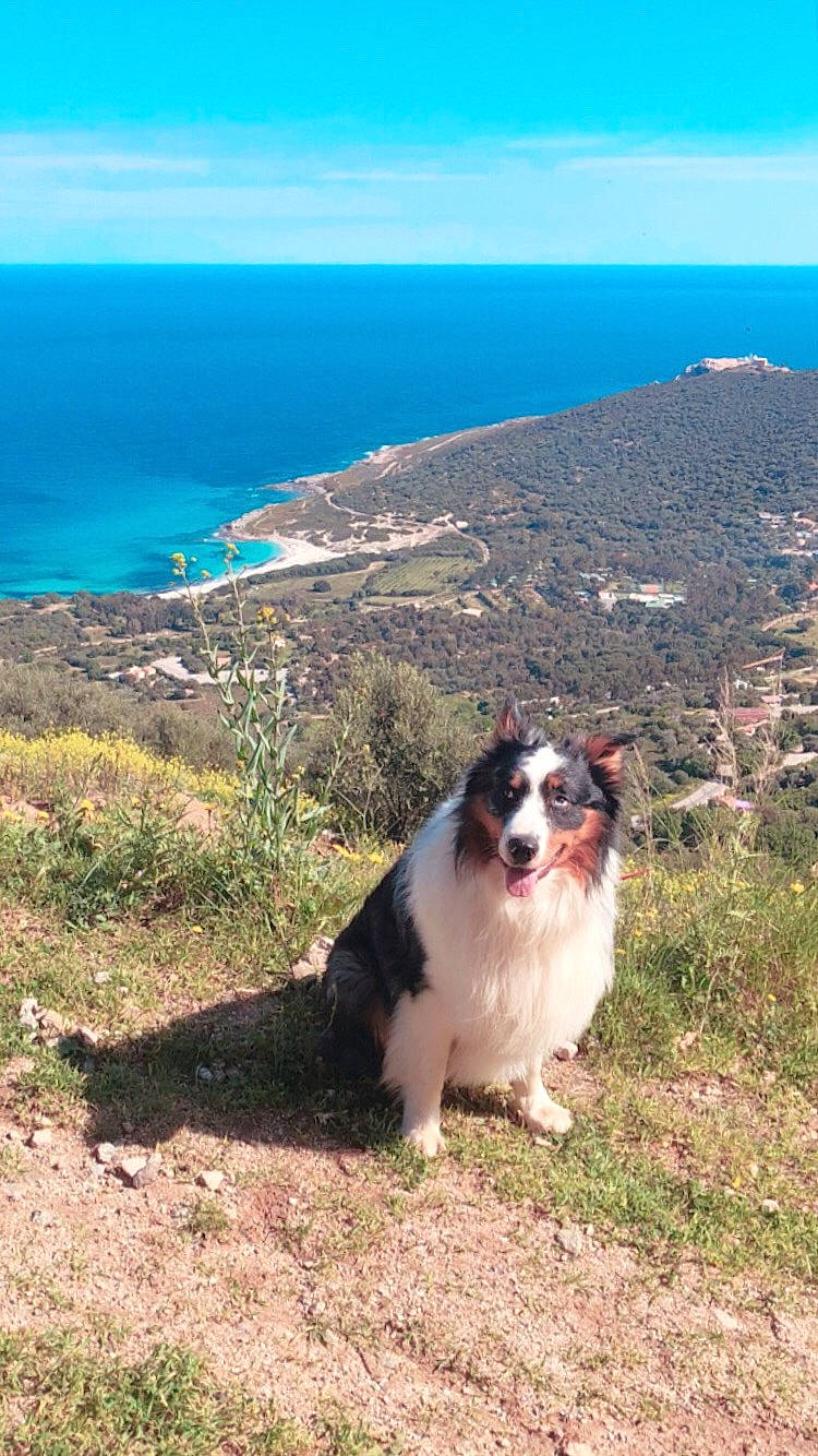 Wonka participe au concours pour gagner de l'argent avec cette photo : canidae, carnivore, cloud, companion_dog, dog, dog_breed, grass, herding_dog, hill, horizon, landscape, natural_landscape, ocean, plant, sky, sporting_group, tourism, tree, water, working_dog