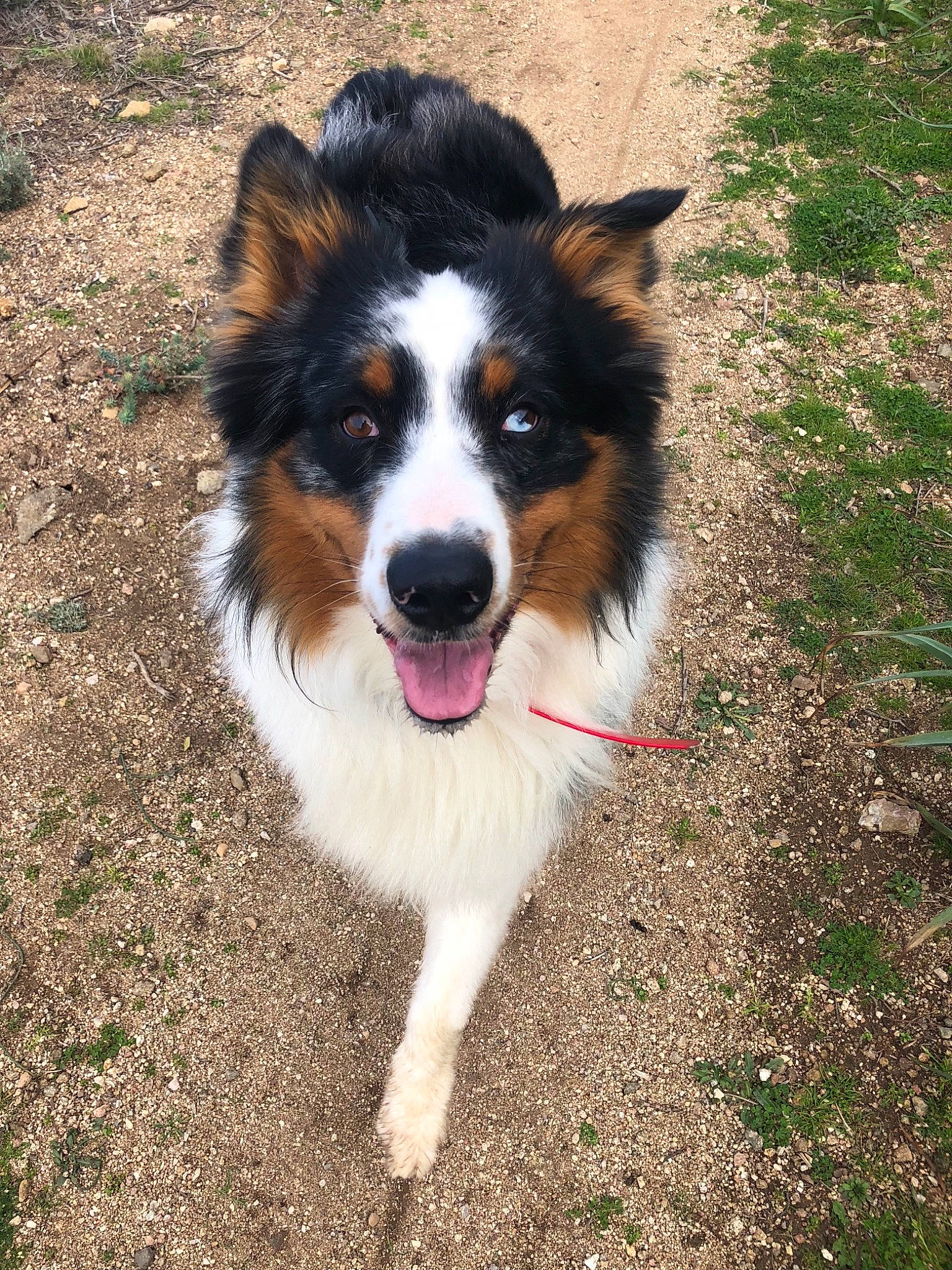 Wonka a rejoint le concours — aidez-le/la à gagner de superbes lots ! australian_collie, australian_shepherd, border_collie, carnivore, companion_dog, dog, dog_breed, fur, grass, herding_dog, plant, snout, sporting_group, terrestrial_animal, whiskers, working_dog