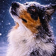 Wonka a rejoint le concours — aidez-le/la à gagner de superbes lots ! adorable, animal, animal_portrait, canine, closeup, cold, cute, dog, fluffy, frost, fur, looking_up, nature, outdoor, portrait, snout, snow, snowflakes, winter, winter_weather