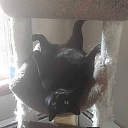 Luna joined the competition — help win amazing prizes! cat, black_cat, pet, animal, feline, green_eyes, whiskers, ears, fur, upside_down, hanging, acrobatic, scratching_post, window, indoor, home, sunlight, backlighting, closeup, funny