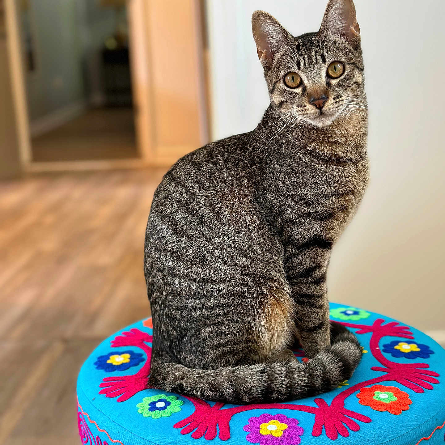 Pickles joined the competition — help win amazing prizes! animal, blurred_background, cat, colorful, curious, cushion, ears, embroidery, floor, fur, furniture, home, indoor, looking, pet, portrait, sitting, tabby, tail, whiskers