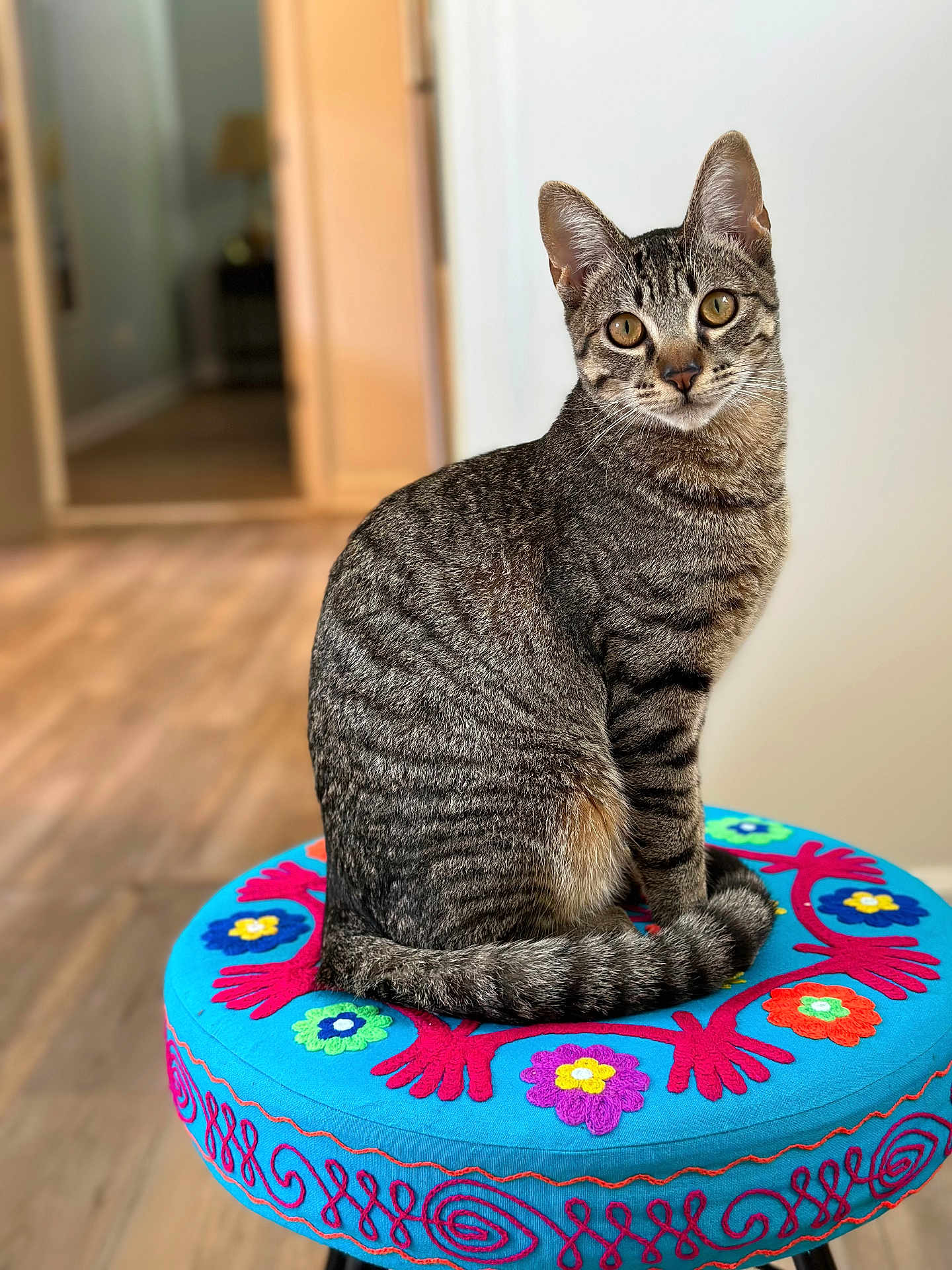 Pickles joined the competition — help win amazing prizes! cat, tabby, pet, animal, indoor, cushion, colorful, embroidery, sitting, curious, fur, whiskers, ears, tail, floor, home, furniture, blurred_background, portrait, looking