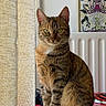 Raïley a rejoint le concours — aidez-le/la à gagner de superbes lots ! cat, tabby_cat, feline, pet, animal, sitting, portrait, green_eyes, whiskers, striped_fur, brown_fur, indoors, curtain, window, radiator, wall_art, red_surface, home_decor, upright_pose, looking_at_camera