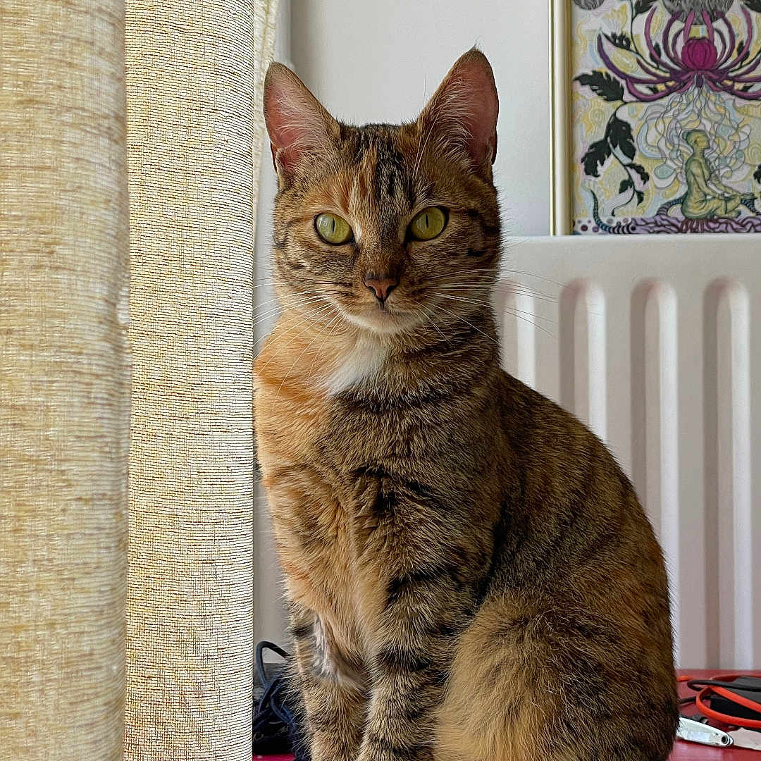 Raïley
